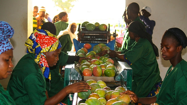 Un meilleur accès au crédit stimule la production agricole au Mali